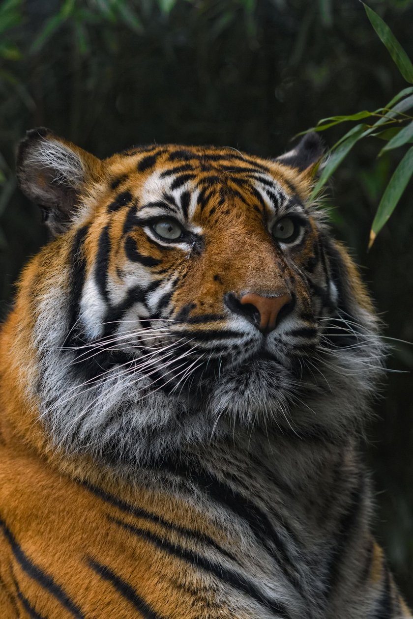 Tygrys sumatrzański